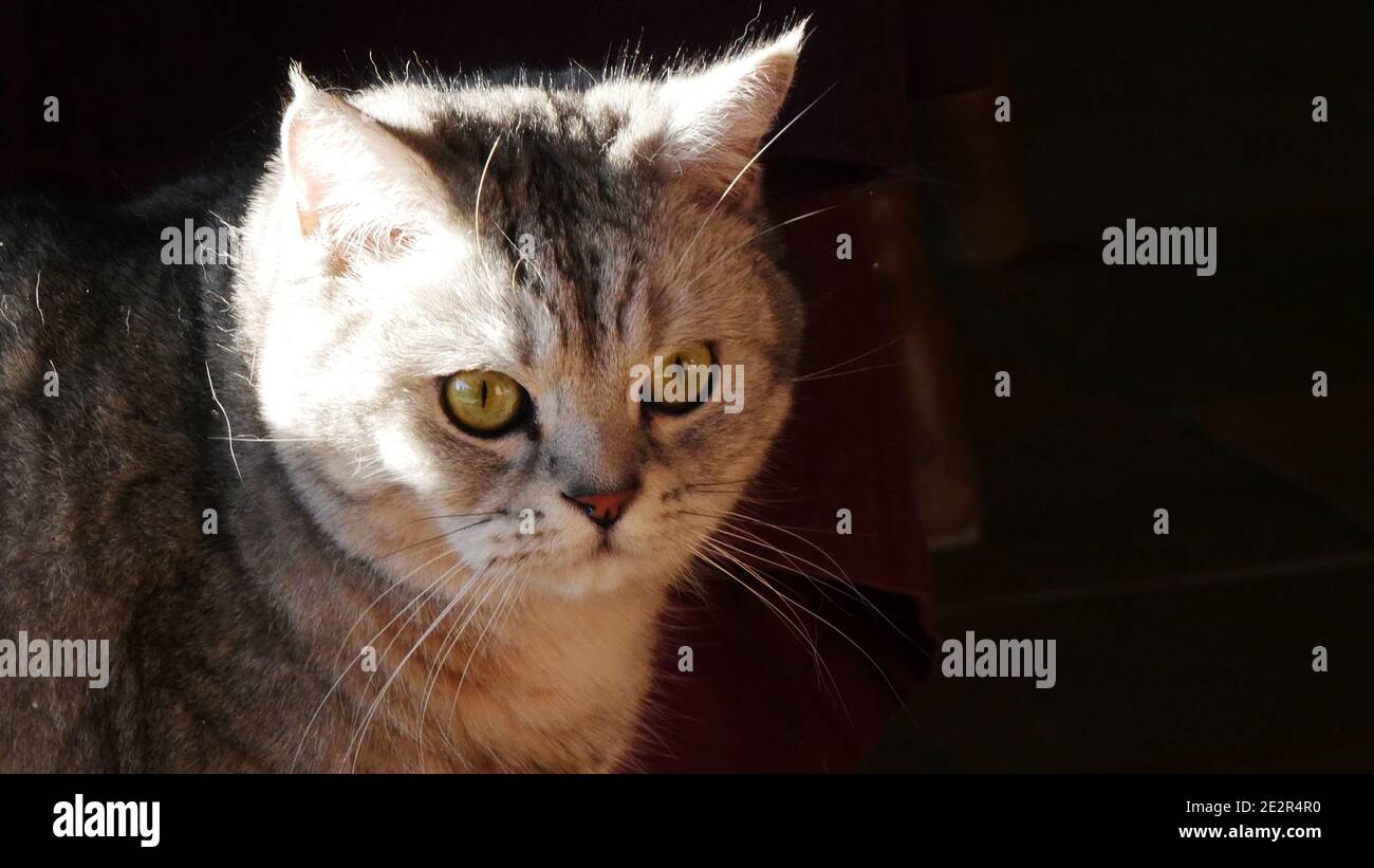 British Shorthair gatto con lo sguardo intenso nel buio mentre il sole splende su di esso Foto Stock