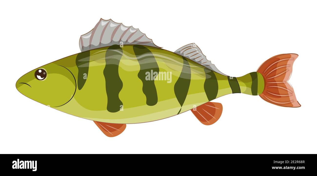 Vector Yellow perch, pesce a strisce, pesce americano, pesce nativo del Nord America, disegno a mano in stile cartone animato Illustrazione Vettoriale