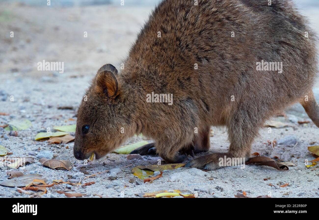 Quokka, il brachyurus di Setonix, conosciuto anche come wallaby di scrub a coda corta sull'isola di Rottnest. Foto Stock