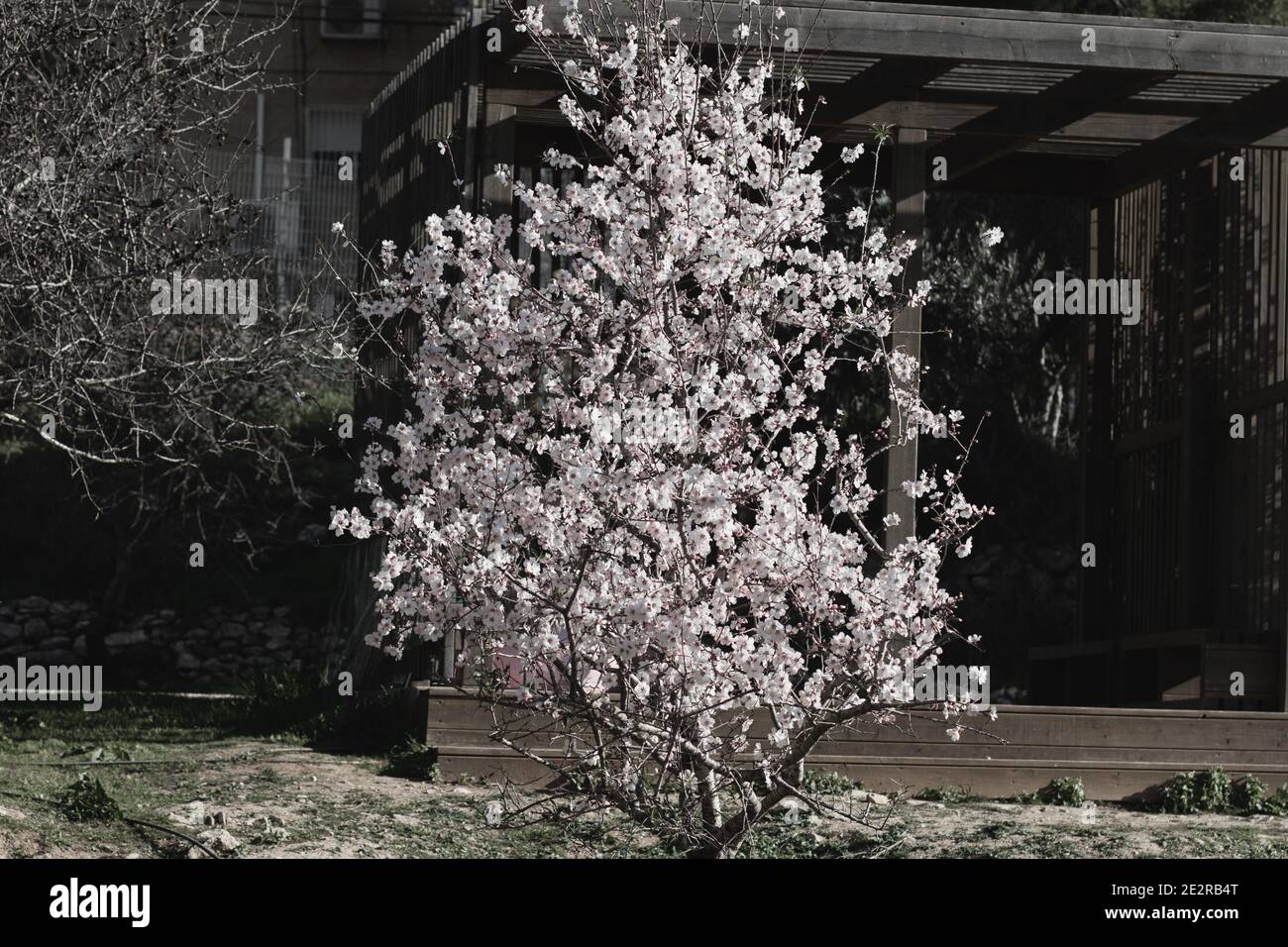 Albero di mandorle in fiore, con fiori bianchi. Nel Parco della Valle del Cervo a Gerusalemme Foto Stock