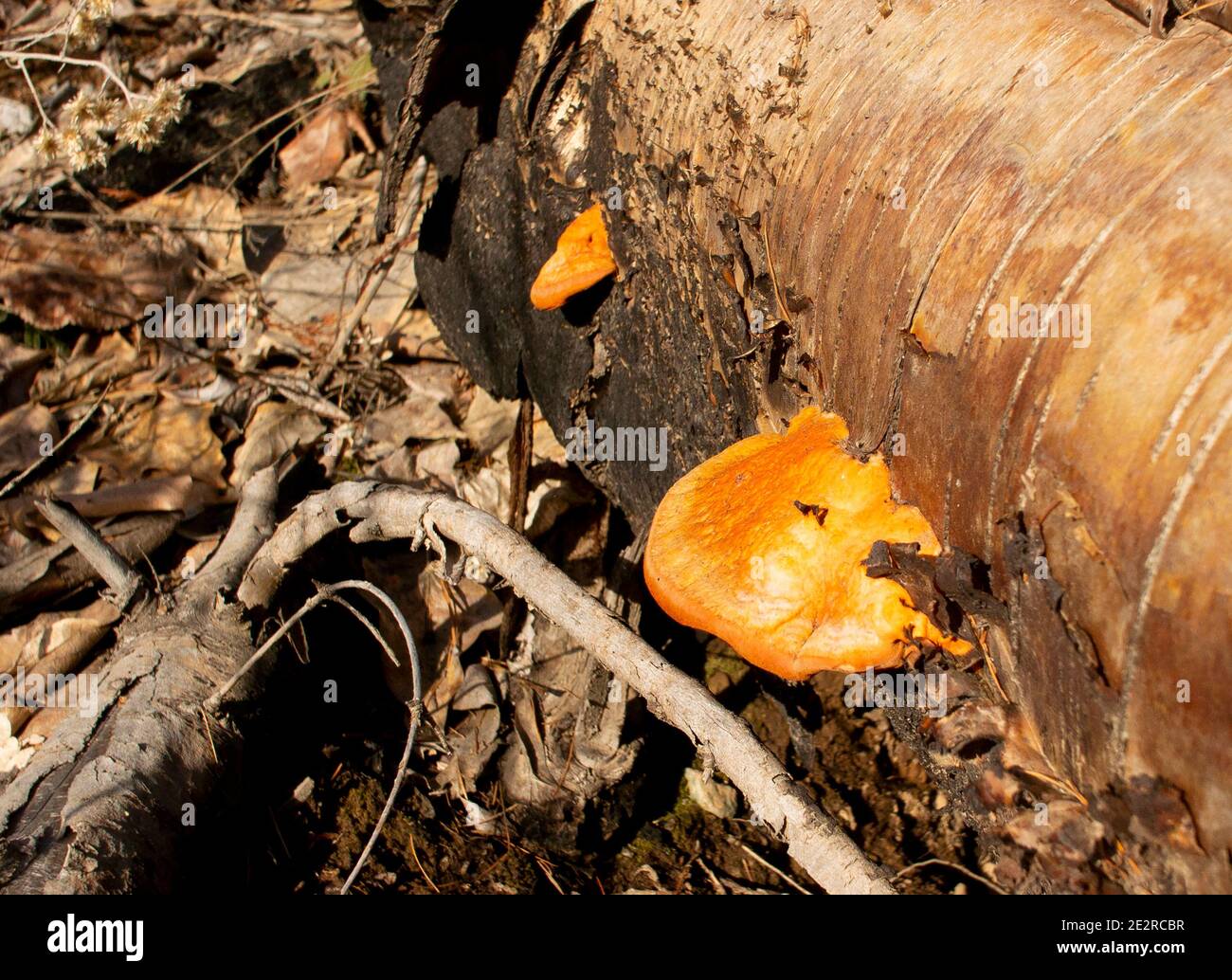 Fungo poliporo cinabro (Pycnoporus cinnabarinus) su un tronco di betulla rossa caduta (Betula occidentalis), sopra Callahan Creek, a ovest di Troy, Montana. Foto Stock