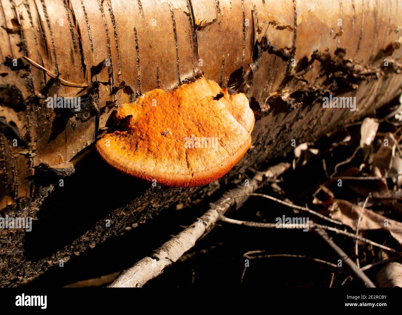 Fungo poliporo cinabro (Pycnoporus cinnabarinus) su un tronco di betulla rossa caduta (Betula occidentalis), sopra Callahan Creek, a ovest di Troy, Montana. Foto Stock