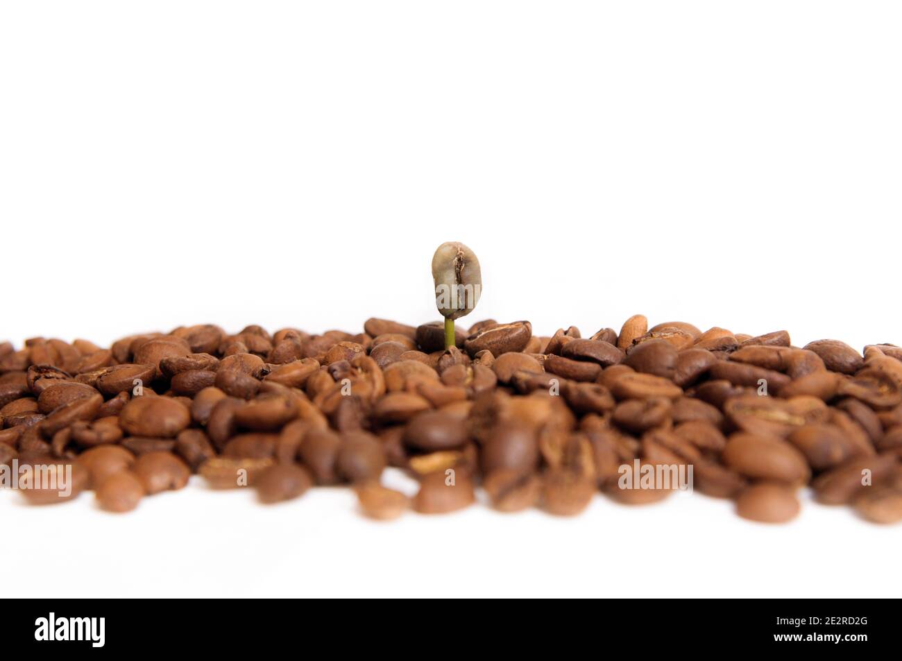 Green baby plant. UN germoglio di caffè tra i chicchi di caffè. Concetto di crescita aziendale. Su sfondo bianco Foto Stock