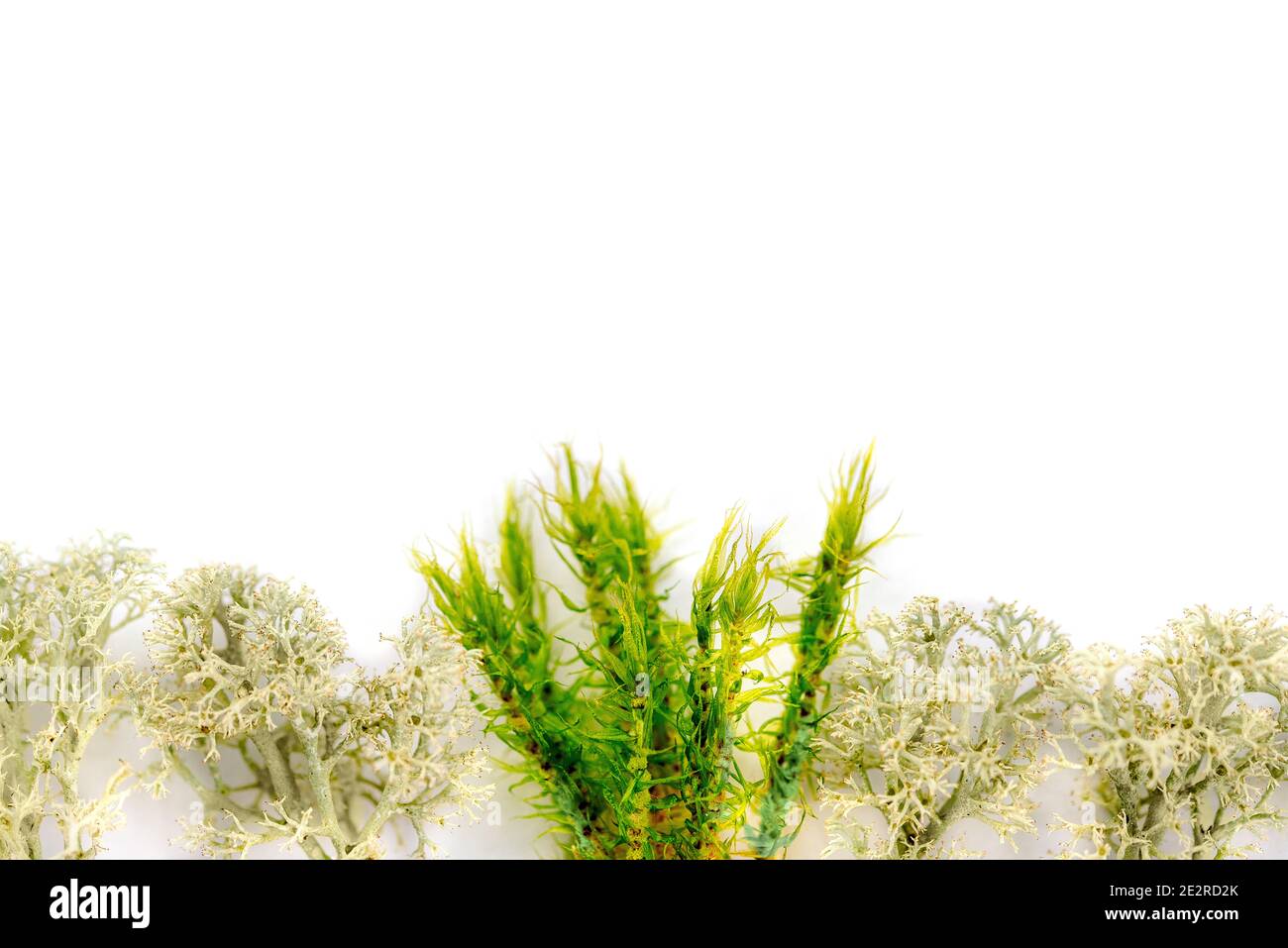 Sea Fan Coral Sea Coral e alghe su sfondo bianco isolato su sfondo bianco. Erba, muschio di foresta. Foto Stock