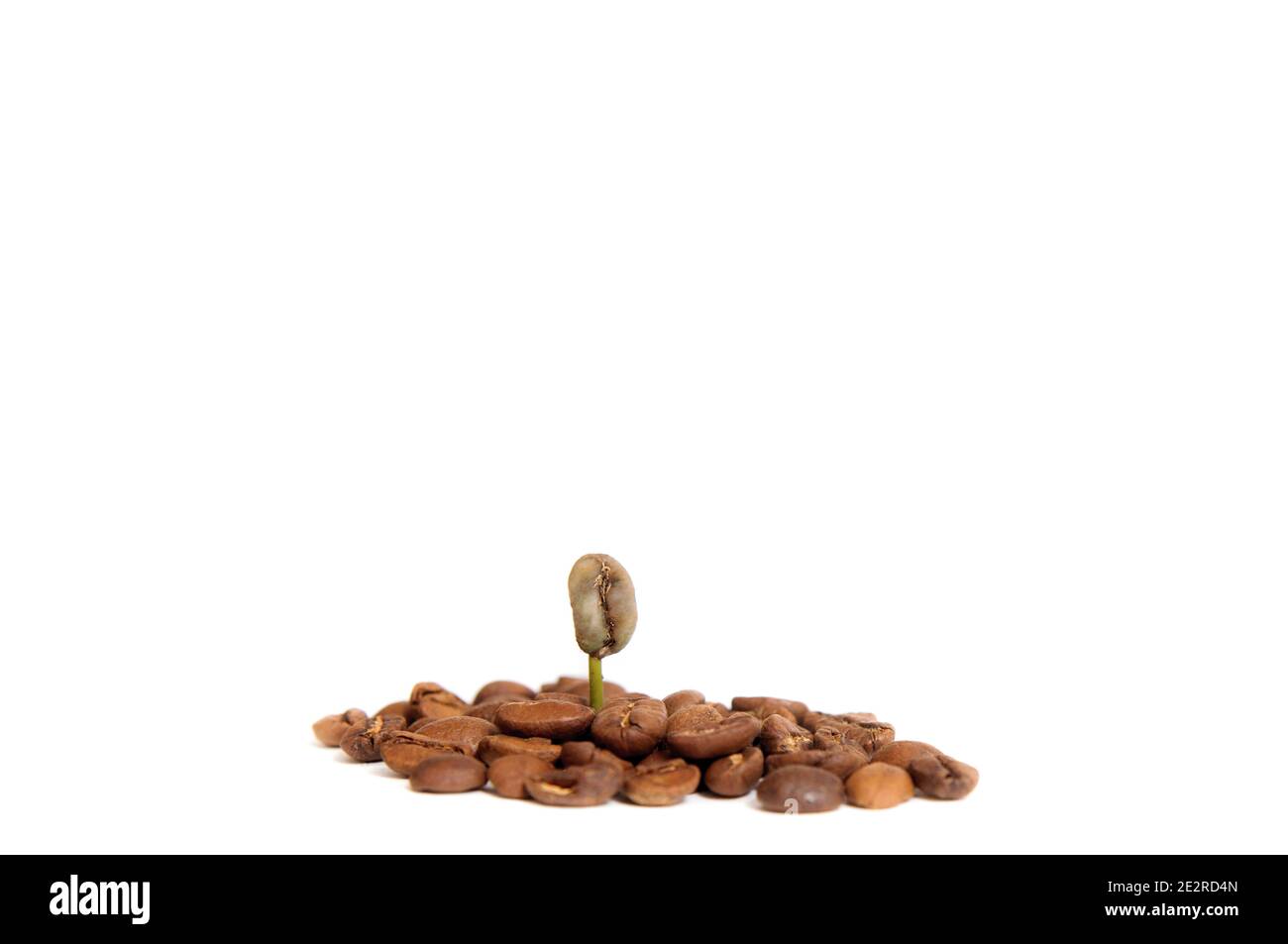 Green baby plant. UN germoglio di caffè tra i chicchi di caffè. Concetto di crescita aziendale. Su sfondo bianco Foto Stock