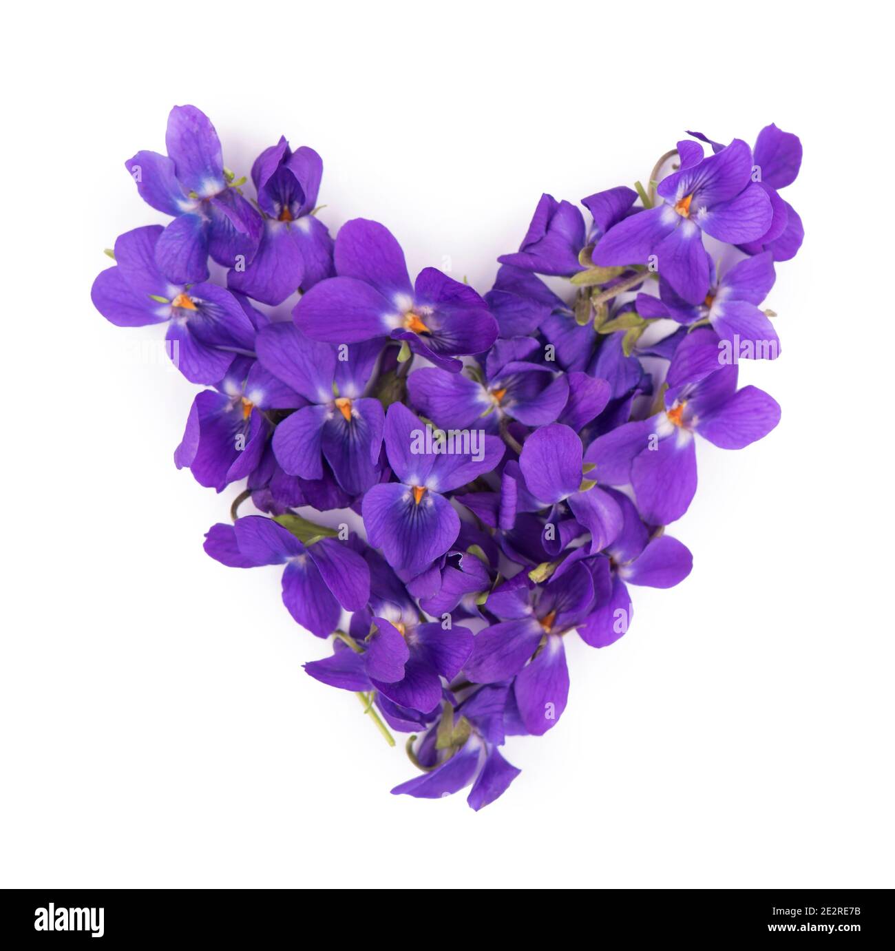 Foglia verde e fiori di legno viola Viola odorata isolato su sfondo bianco. Piante medicinali e da giardino Foto Stock