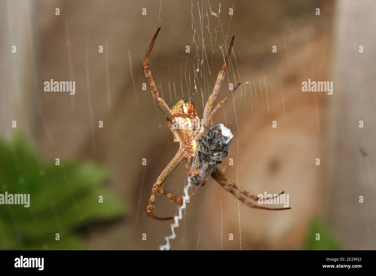 Croce di Sant'Andrea Spider, (sp. Argiopinae), con preda di mosca avvolta in rete di seta Foto Stock