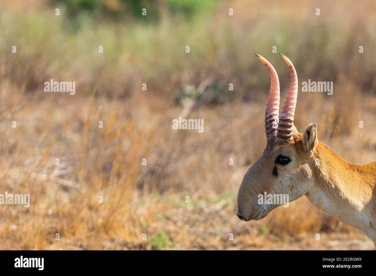 Saiga maschio selvatico antilope o Saiga tatarica in steppa. Riserva naturale federale Mekletinskii, Kalmykia, Russia. Foto Stock