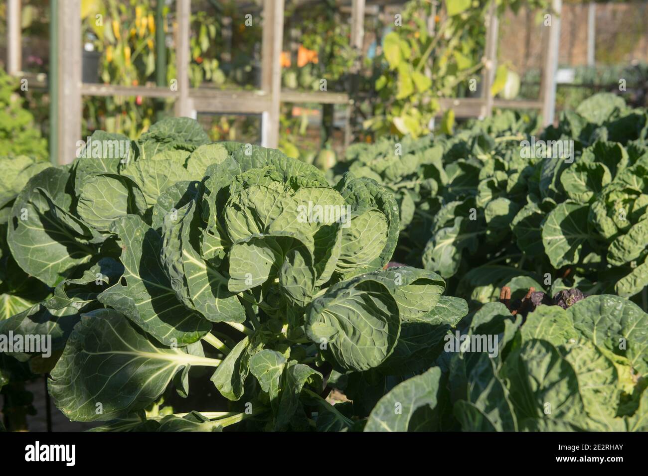 Home Grown Organic Autumn Brussels Sprout Plant (Brassica oleracea var. Gemmifera 'Content') Growing on an Alloment in a Vegetable Garden in Devon Foto Stock