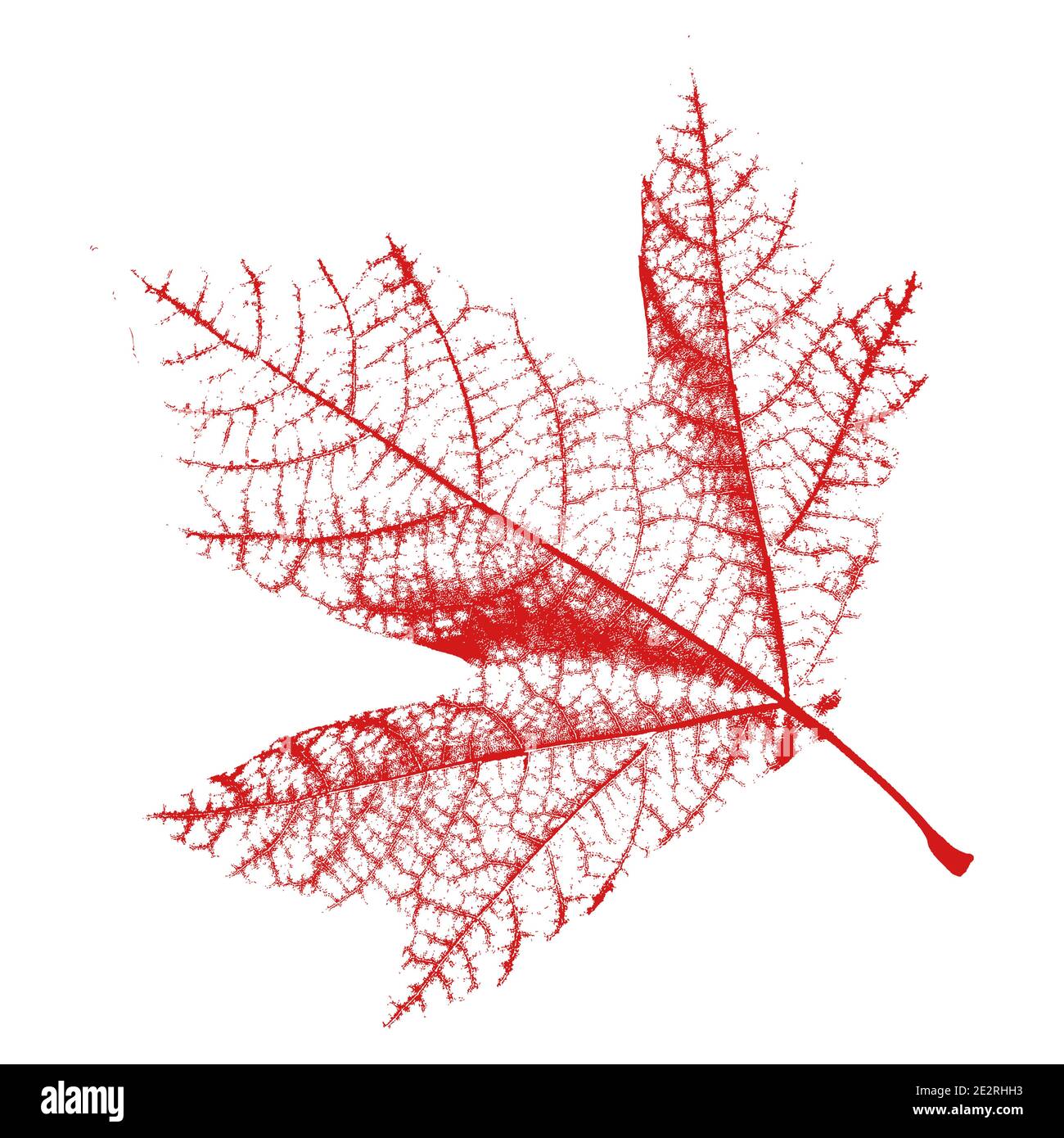 Foglia verde Platanus isolata 7 Illustrazione Vettoriale
