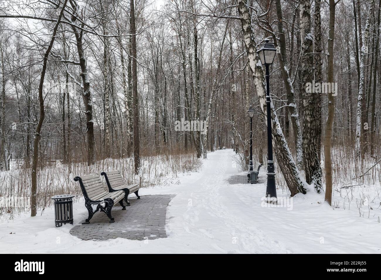 Parco invernale. Alberi innevati e panchine nel Alley nel parco cittadino. Foto Stock