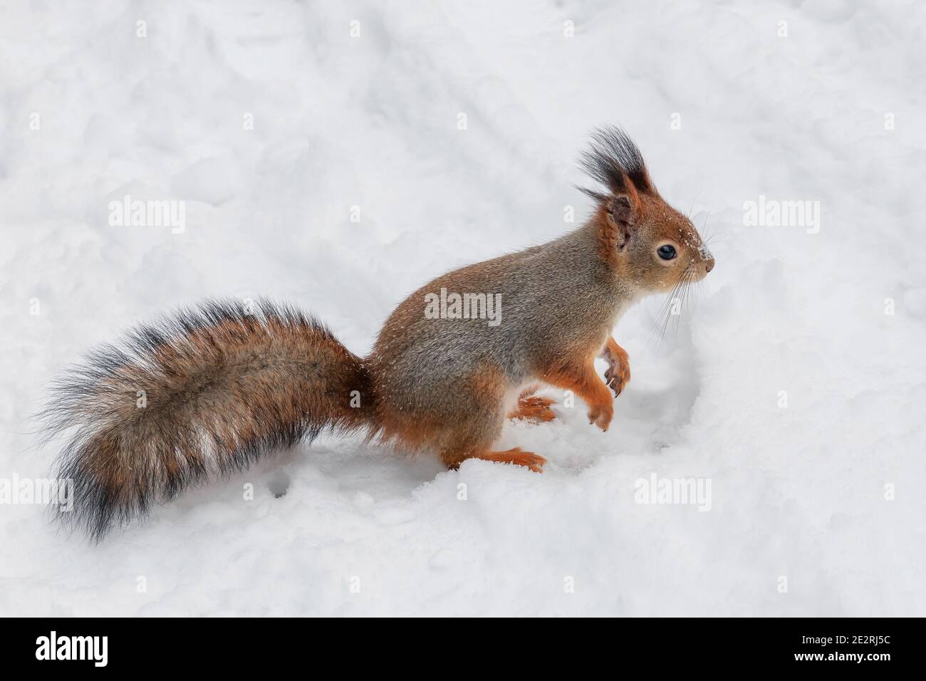 Simpatico scoiattolo rosso cammina con attenzione nella neve bianca dentro inverno Foto Stock