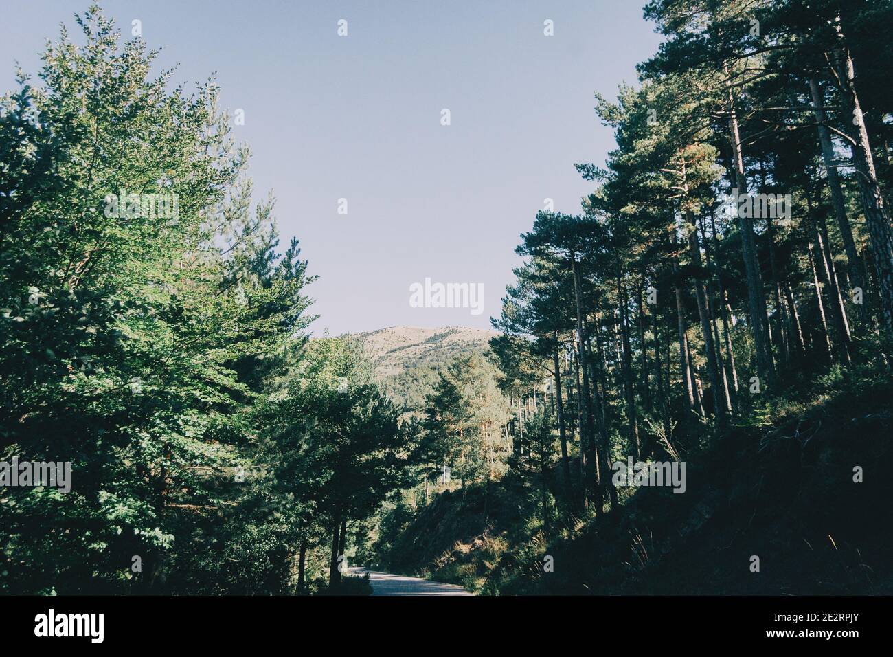 paesaggio verde con molti alberi e cespugli da qualche parte in catalogna, spagna Foto Stock