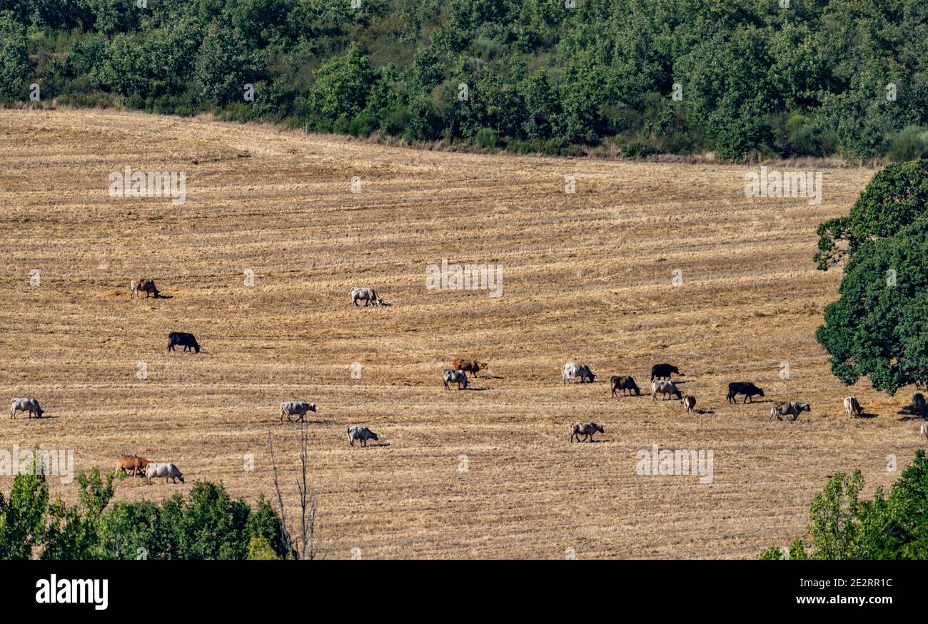 Mucche su campo di grano coltivato, colpo lungo Foto Stock