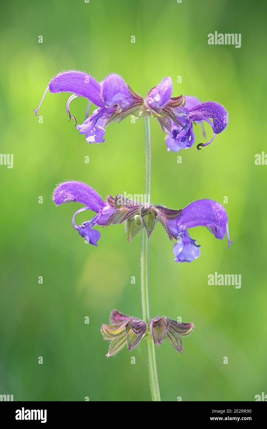 Salvia pratensis, conosciuta come "fior di prati" o "salvia", fiore selvatico della Finlandia Foto Stock