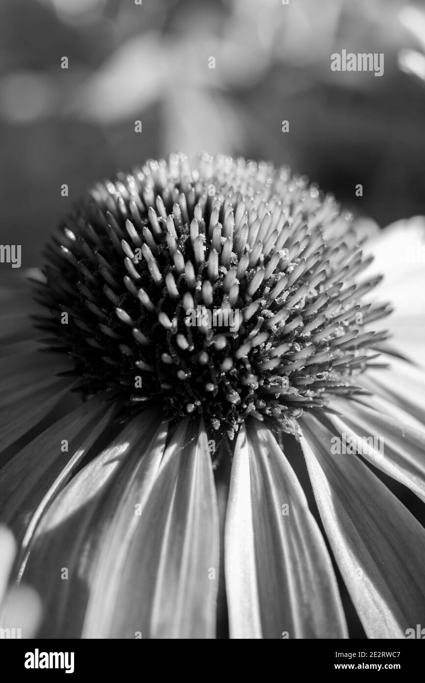 Primo piano in bianco e nero di porpora rossa, Echinacea purea, fiorente in un giardino. Foto monocromatica di alta qualità Foto Stock