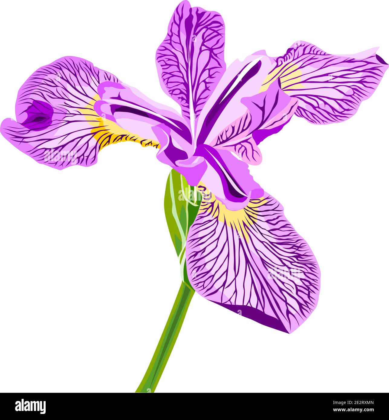Vettore di fiori viola iris isolato su bianco Illustrazione Vettoriale
