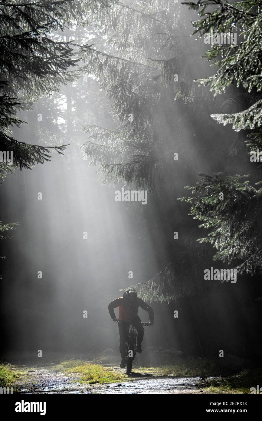 La luce del sole scorre attraverso gli alberi mentre un uomo corre su una mountain bike elettrica lungo una strada sterrata vicino a Innerleithen, confini scozzesi. ebike Scotland Foto Stock