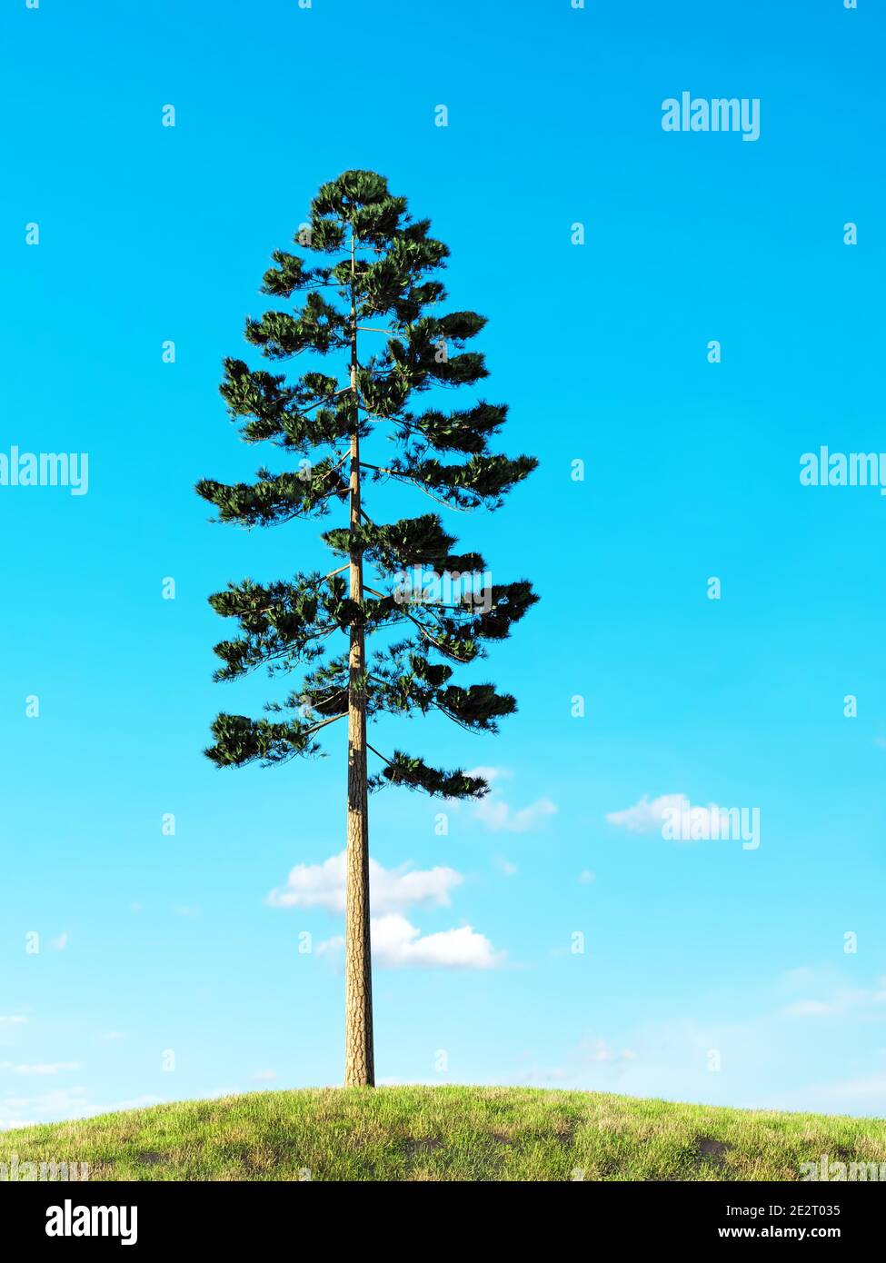 L'albero di pino solitario che cresce sul poggio erboso su blu chiaro cielo Foto Stock