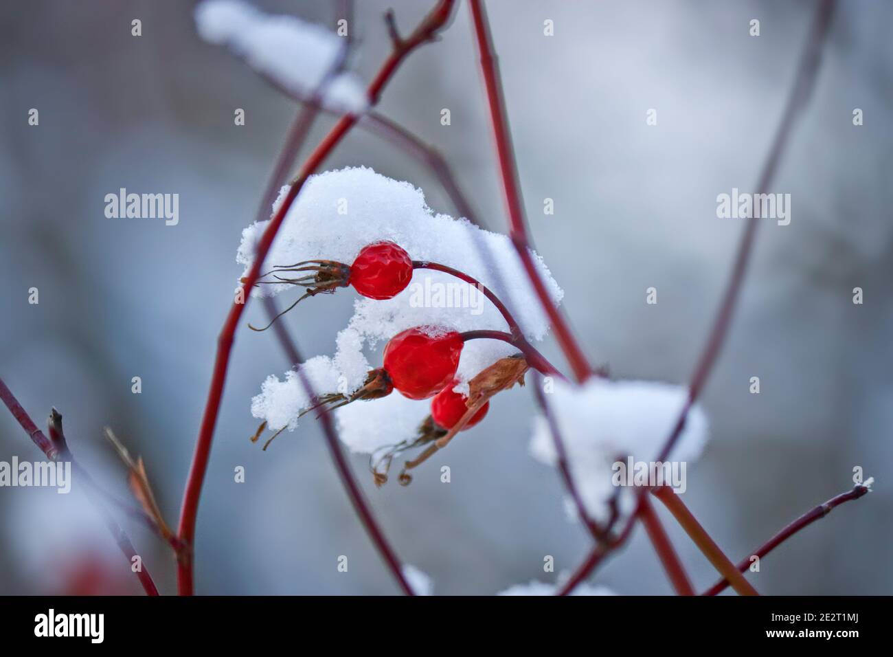 Splendido sfondo invernale - fianchi di rosa rosso brillante ricoperti di piccole rondine di neve. Inverno innevato. Foto Stock