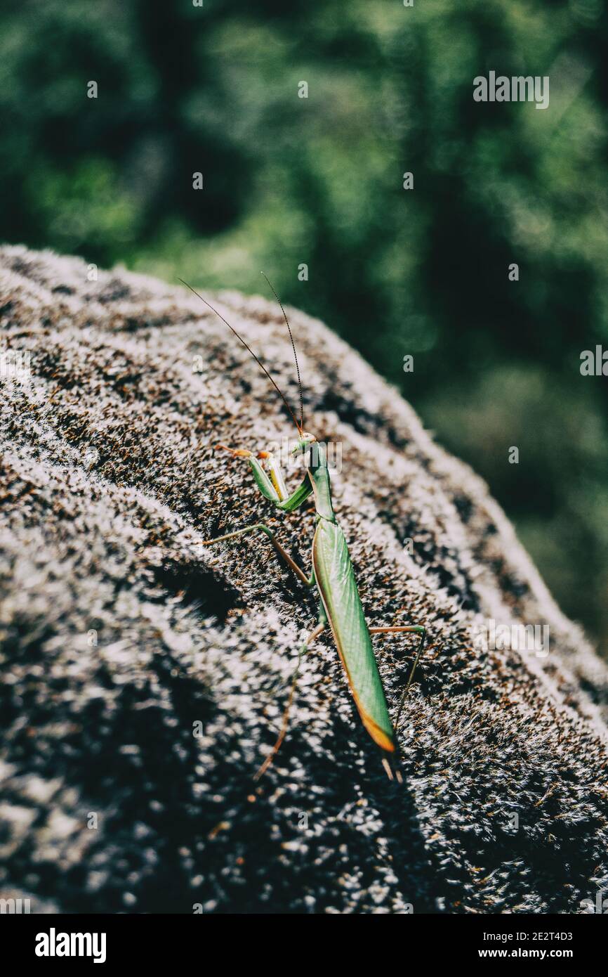 Un mantis verde su una roccia con muschio Foto Stock