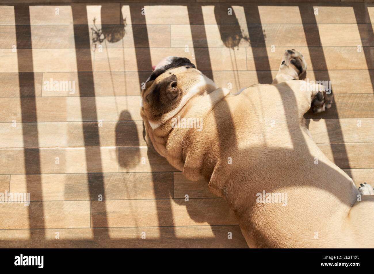 Inglese bulldog dormire e prendere il sole sulla terrazza Foto Stock