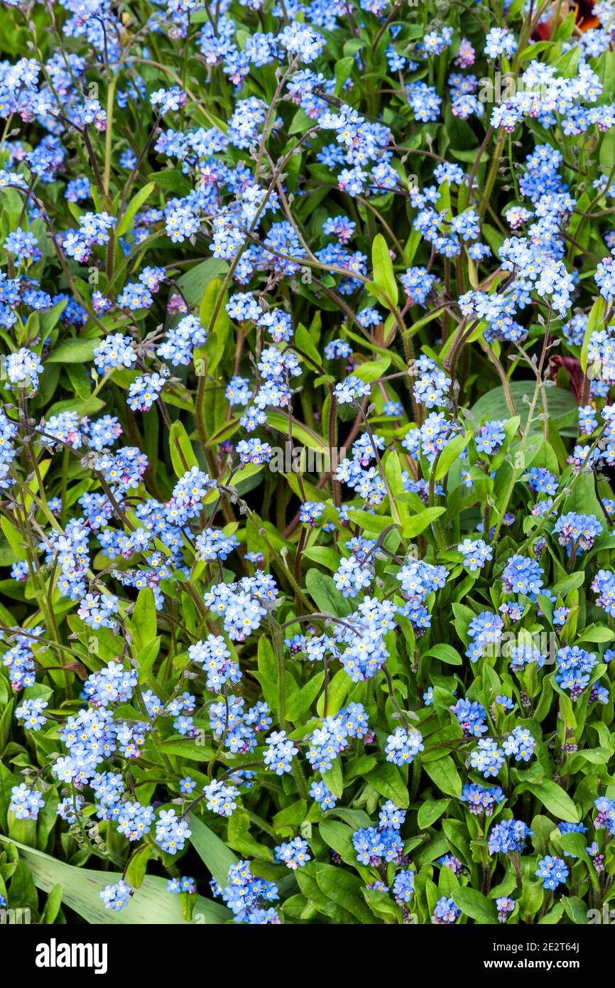 Forget me not ( myosotis sylvatica) una pianta fiorente primavera estate con un fiore blu primavera che si apre in aprile e maggio, foto stock Foto Stock