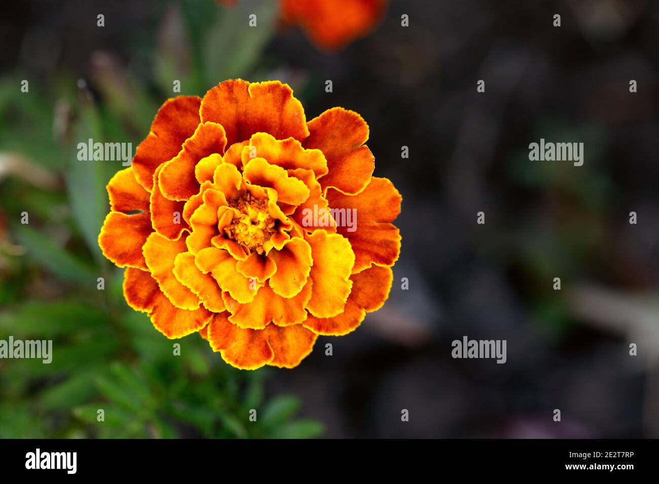 fiore rosso arancio marigold, vista dall'alto. Macro foto di Patula di Tagetes Foto Stock