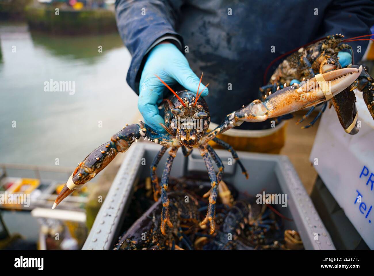 Pittenweem, Scozia, Regno Unito. 15 gennaio 2021. Molluschi freschi, granchi e aragoste sbarcati questa mattina al porto di Pittenweem a Fife. Il pescatore Nick Irvine ha due barche che pescano crostacei, gamberi, granchi di velluto, granchi marroni e aragoste. Gran parte del suo pescato viene esportato in Asia ed è occupato in questo periodo dell'anno a causa del prossimo anno nuovo cinese che aumenta la domanda e i prezzi. Ciò ha contribuito a compensare i problemi di esportazione nell'UE a causa di nuove normative. PIC; Nick Irvine detiene una aragosta fresca appena sbarcata. Iain Masterton/Alamy Live News Foto Stock