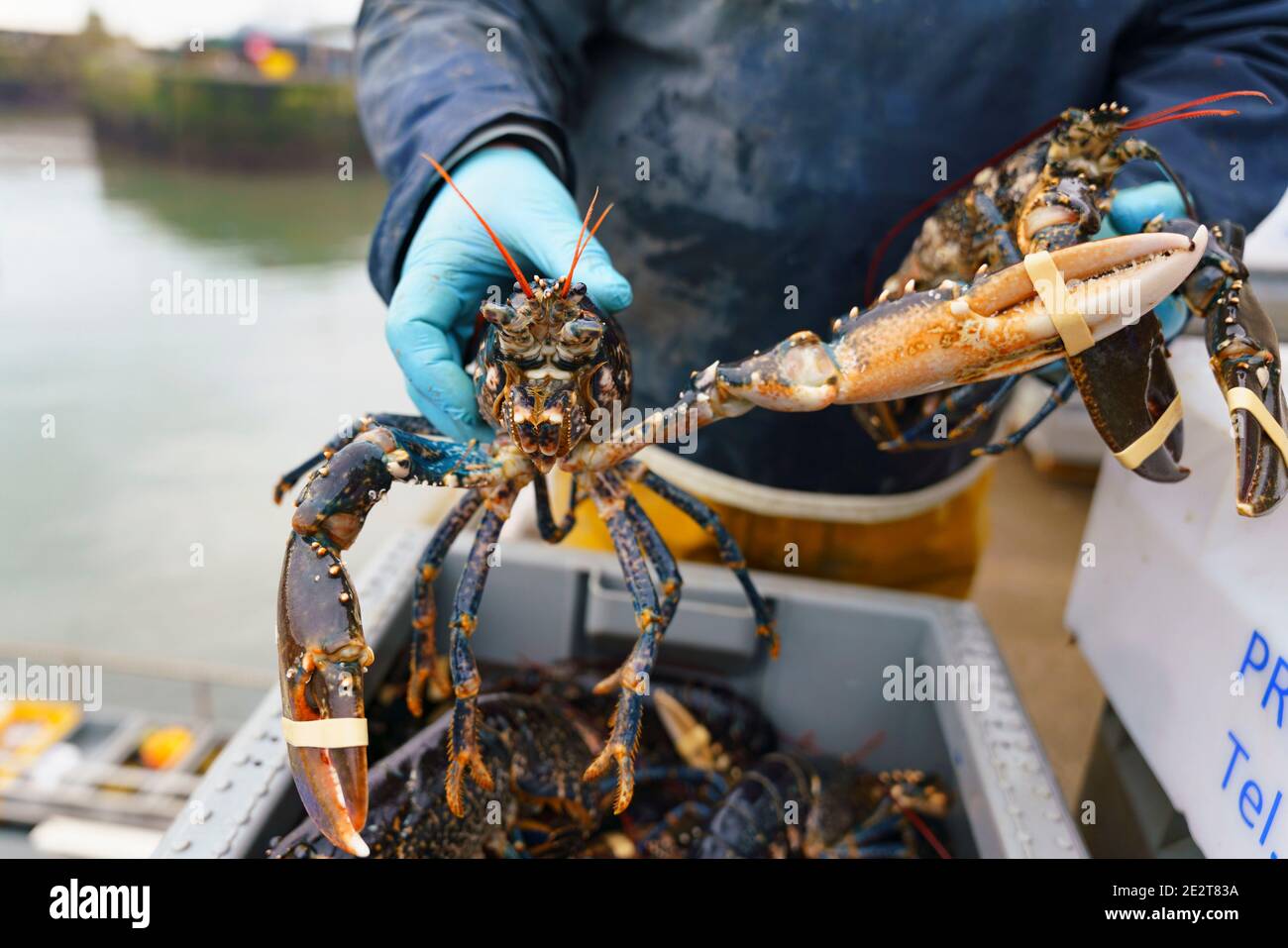 Pittenweem, Scozia, Regno Unito. 15 gennaio 2021. Molluschi freschi, granchi e aragoste sbarcati questa mattina al porto di Pittenweem a Fife. Il pescatore Nick Irvine ha due barche che pescano crostacei, gamberi, granchi di velluto, granchi marroni e aragoste. Gran parte del suo pescato viene esportato in Asia ed è occupato in questo periodo dell'anno a causa del prossimo anno nuovo cinese che aumenta la domanda e i prezzi. Ciò ha contribuito a compensare i problemi di esportazione nell'UE a causa di nuove normative. PIC; Nick Irvine detiene una aragosta fresca appena sbarcata. Iain Masterton/Alamy Live News Foto Stock