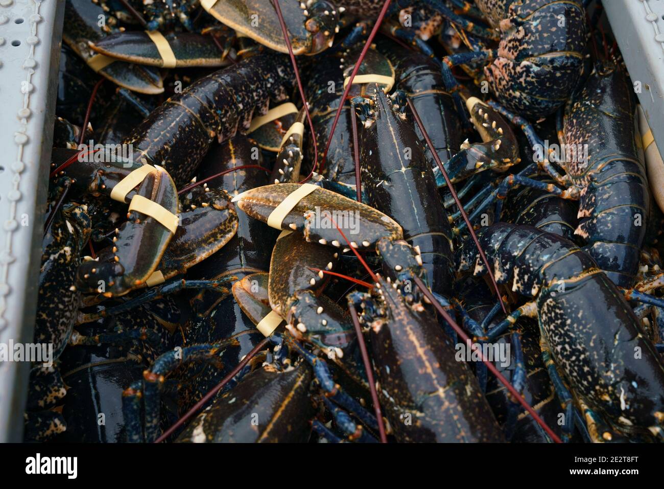 Pittenweem, Scozia, Regno Unito. 15 gennaio 2021. Molluschi freschi, granchi e aragoste sbarcati questa mattina al porto di Pittenweem a Fife. Il pescatore Nick Irvine ha due barche che pescano crostacei, gamberi, granchi di velluto, granchi marroni e aragoste. Gran parte del suo pescato viene esportato in Asia ed è occupato in questo periodo dell'anno a causa del prossimo anno nuovo cinese che aumenta la domanda e i prezzi. Ciò ha contribuito a compensare i problemi di esportazione nell'UE a causa di nuove normative. PIC; scatola di aragoste. Iain Masterton/Alamy Live News Foto Stock