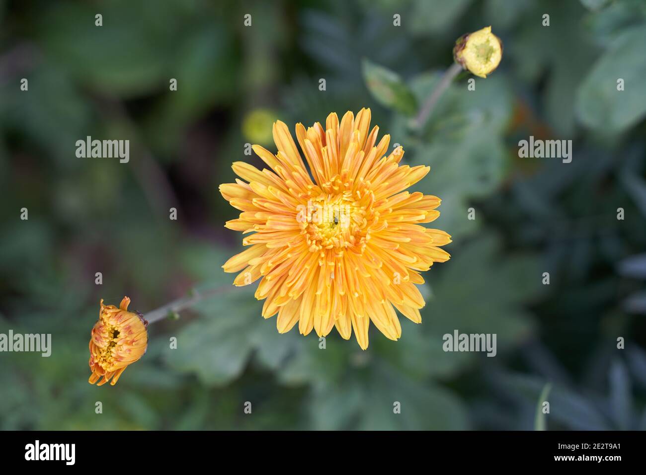 Hrisantima giallo brillante grazioso nel giardino su verde sfocato lascia lo sfondo Foto Stock