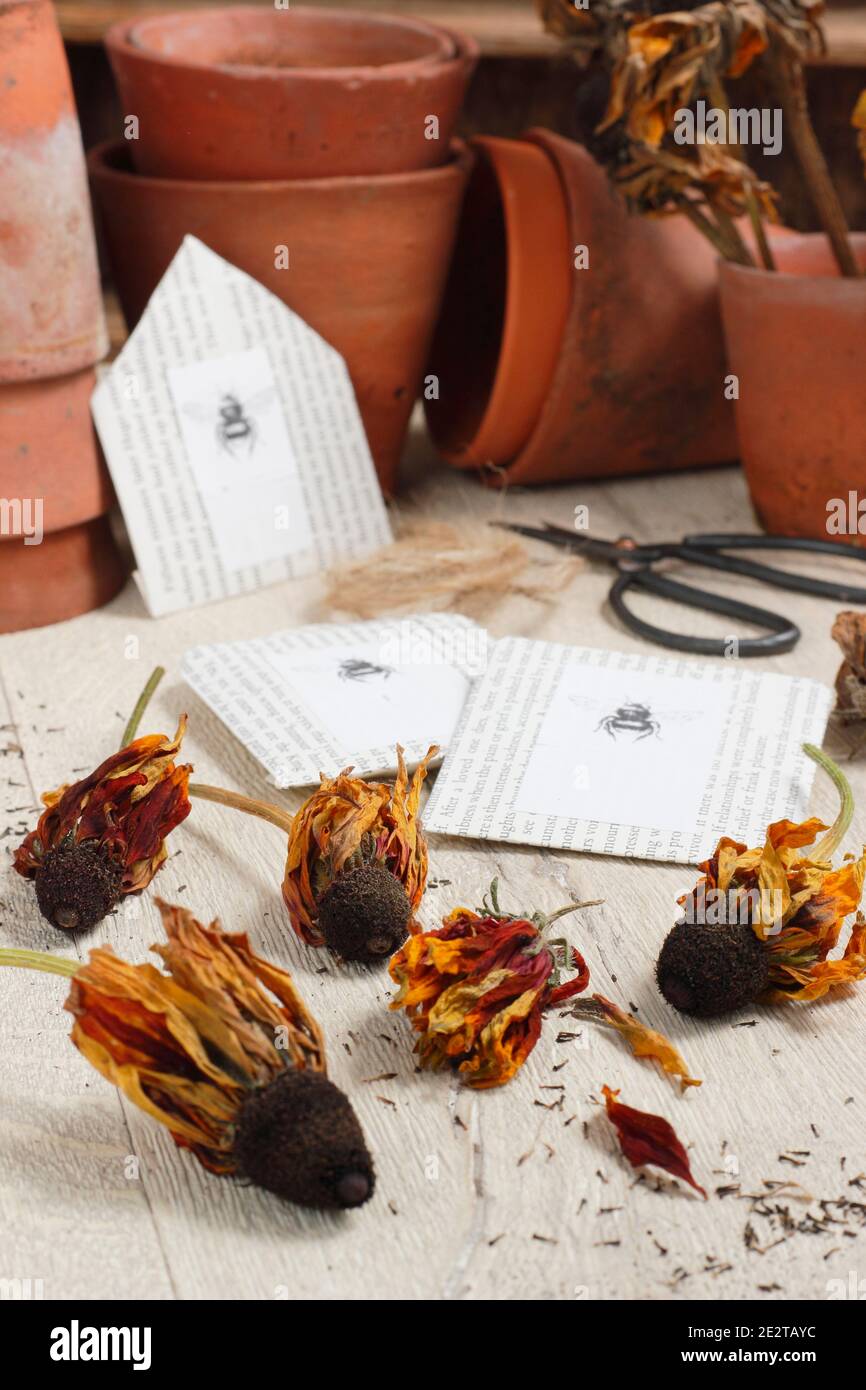 Teste di semi di Rudbeckia asciugate e raccoglienti per conservare i semi in buste di carta fatte in casa. Foto Stock
