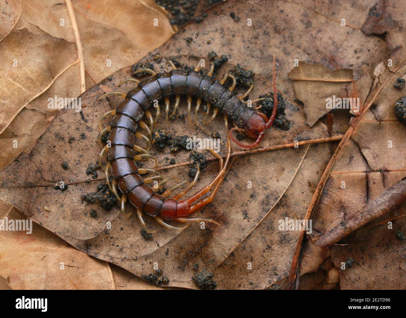 Centipede Otostigmus a testa rossa, Chilopoda, con molte gambe Foto Stock