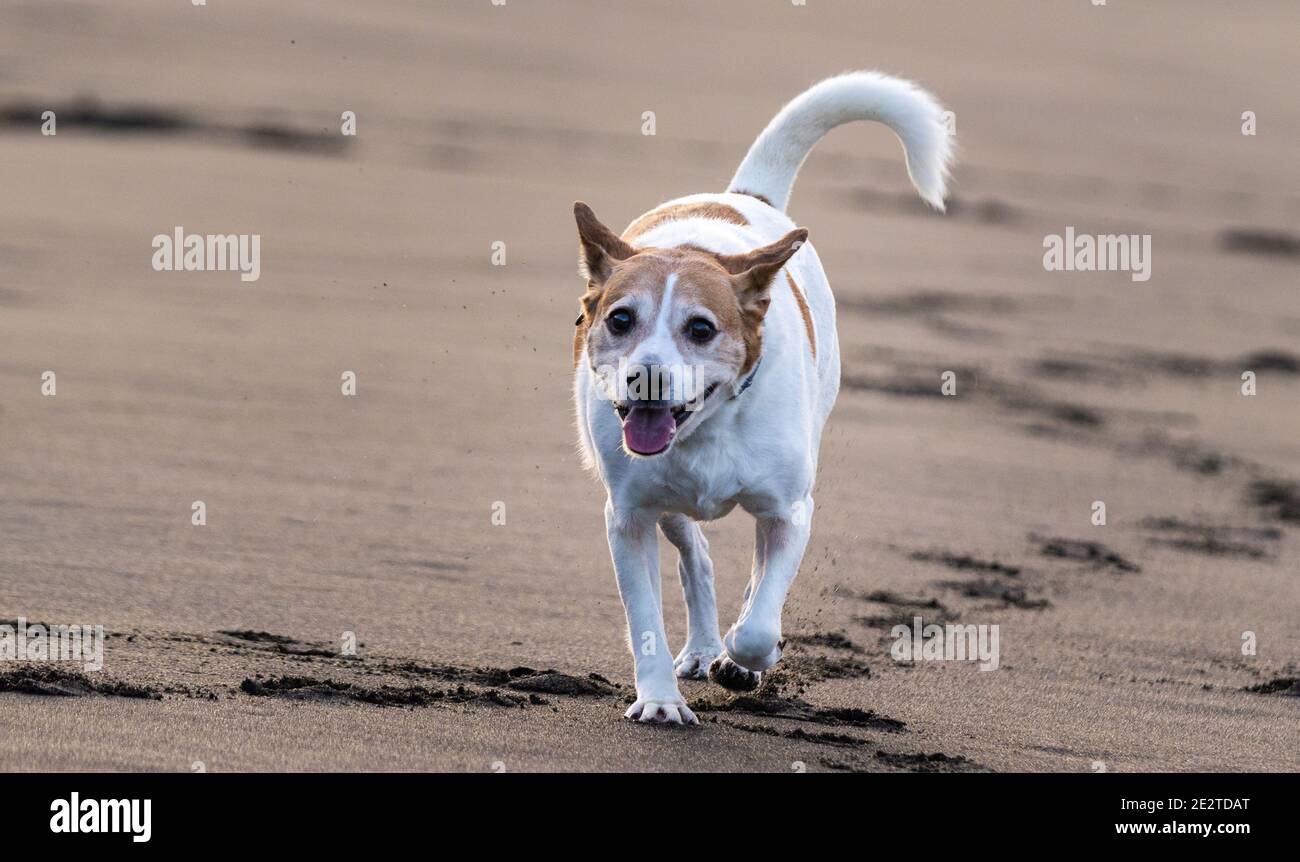 Carino cane marrone e bianco, sulla spiaggia, corsa libera. Foto Stock