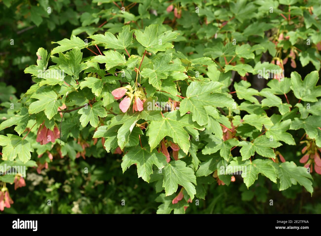 L'invasivo acero sicomoro Acer pseudoplatano con seme rosso e. verde fogliame Foto Stock