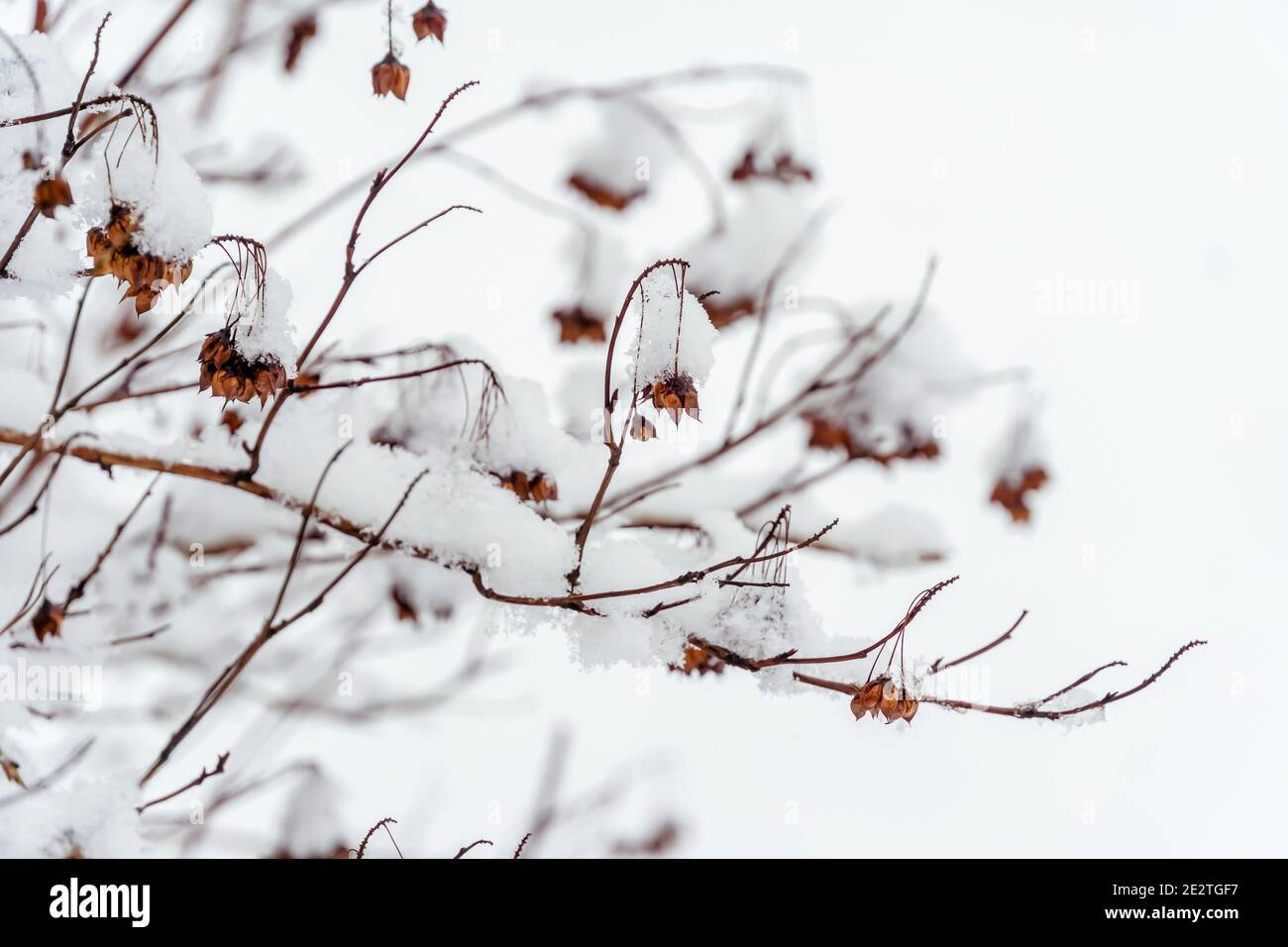 Neve sui rami di cespugli con fiori secchi. Sfondo invernale con ramoscelli coperti di neve, spazio copia Foto Stock