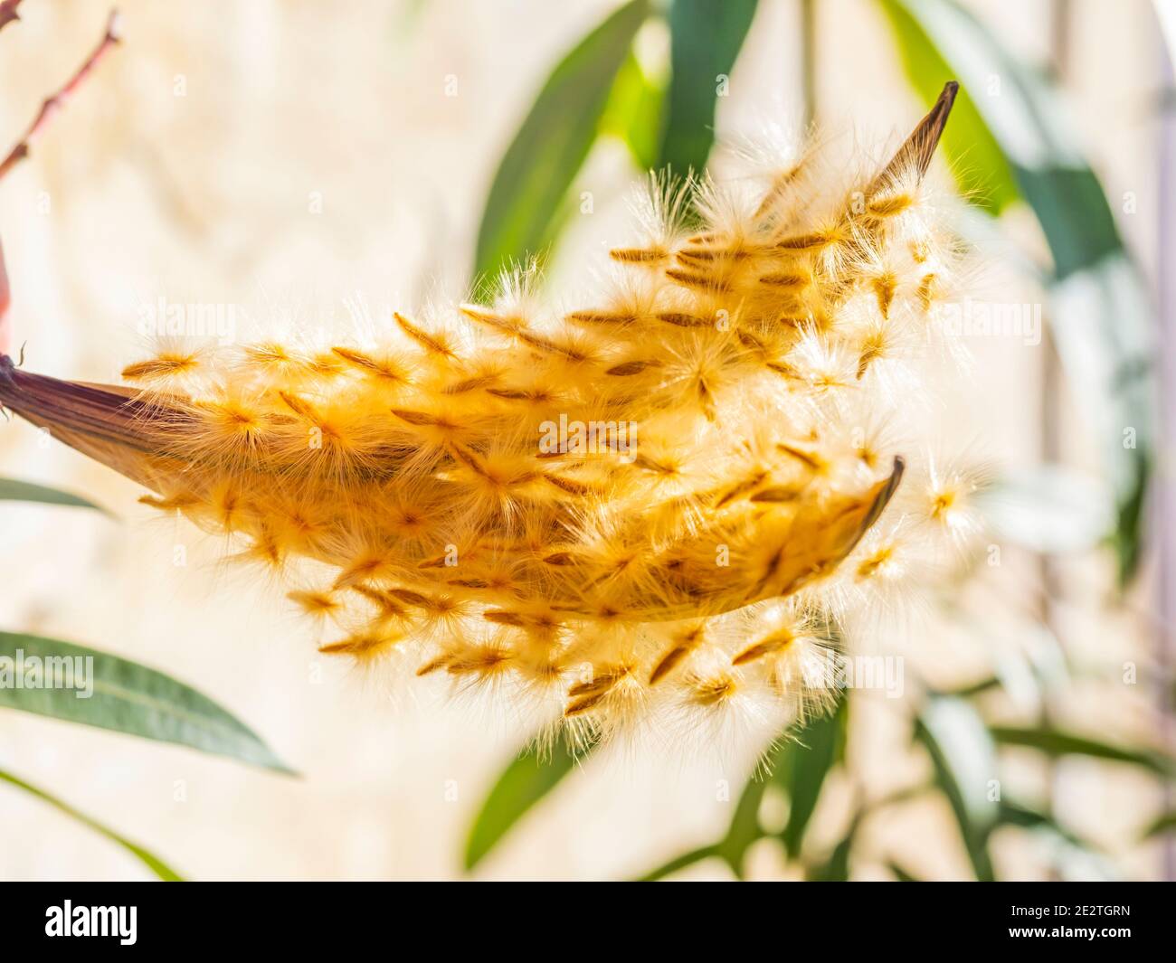 Dettaglio del germe dell'oleandro primo piano Foto Stock