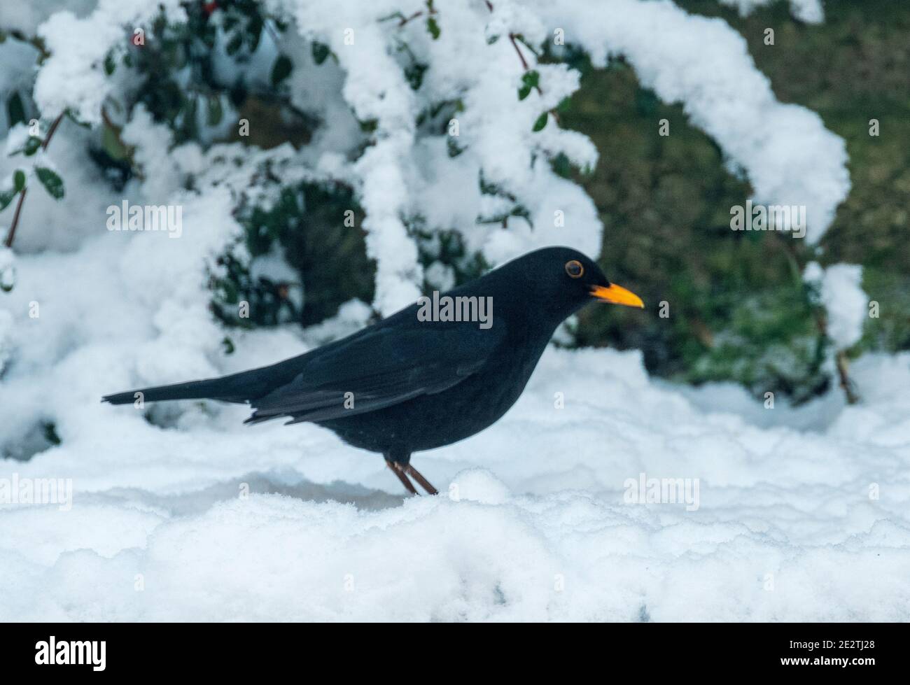 Maschio Blackbird (Turdus merula) foraggio per il cibo nella neve, West Lothian, UK Foto Stock