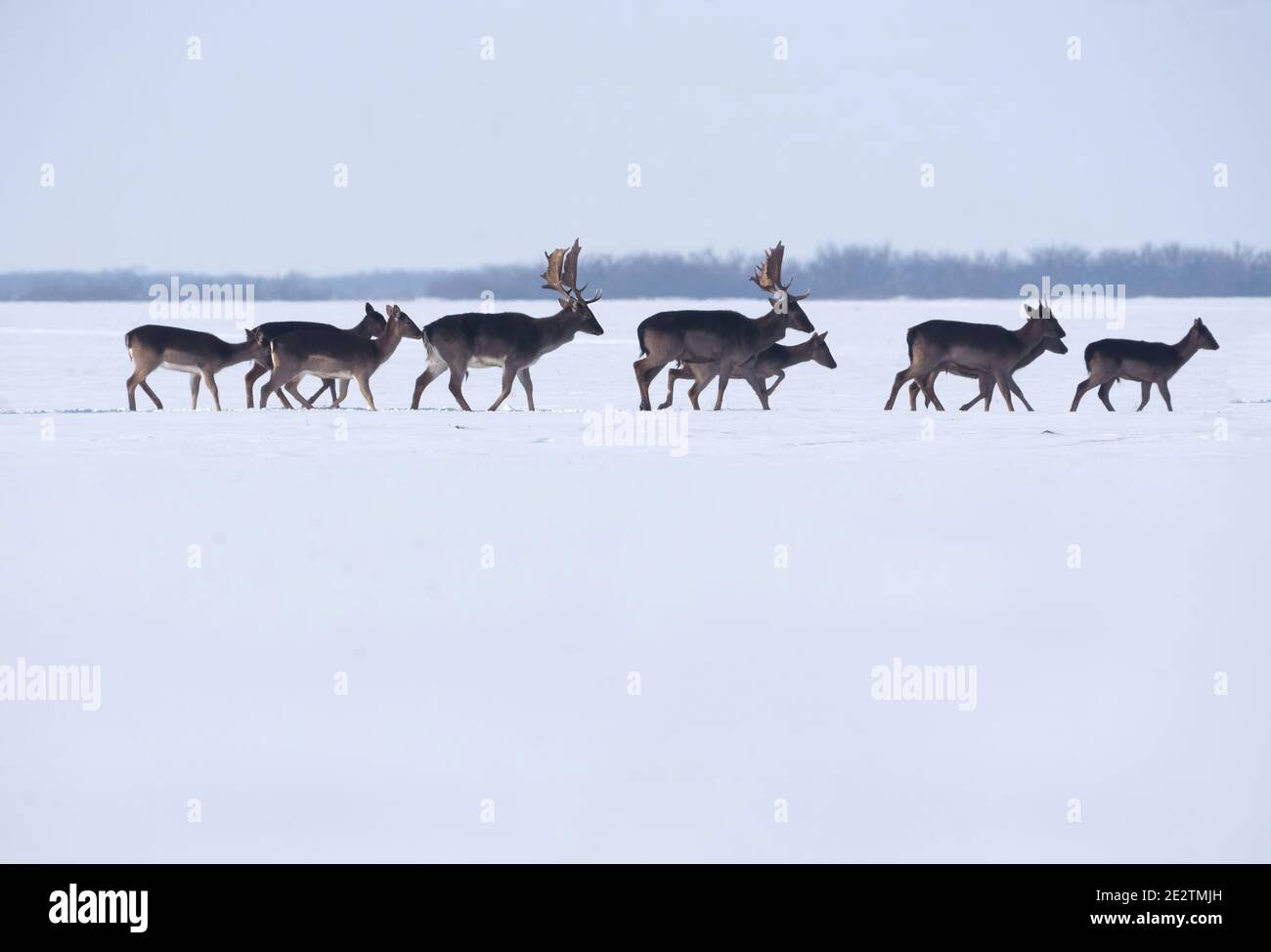 Gruppo di cervi selvatici (dama dama) nel paesaggio invernale, sul campo al di fuori della foresta Foto Stock