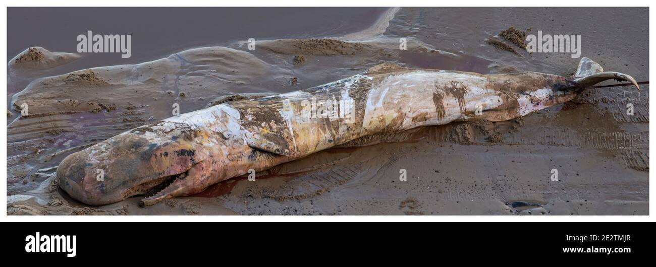 La balena morta si è arenata nel Nord dell'Inghilterra Norfolk Foto Stock
