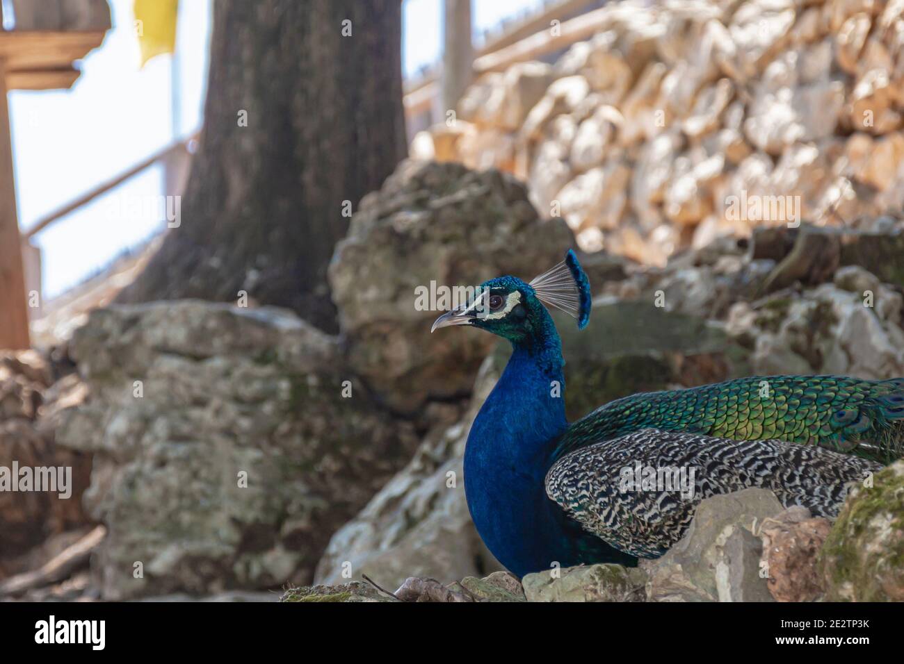 Animali. Primo piano Peacock, sfondo sfocato. Foto a colori Foto Stock