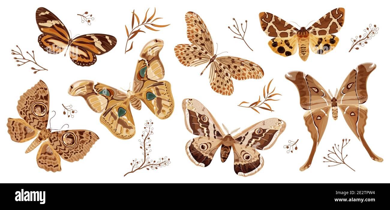 Una collezione di farfalle e falene dipinte in marrone. La falena è un simbolo mistico e talismano. Illustrazione vettoriale dello stock isolata su sfondo bianco Illustrazione Vettoriale