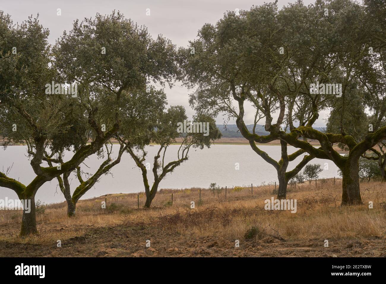Gli alberi di sughero in autunno cadono nel bellissimo paesaggio naturale di Alentejo a Divor Dam, Portogallo Foto Stock