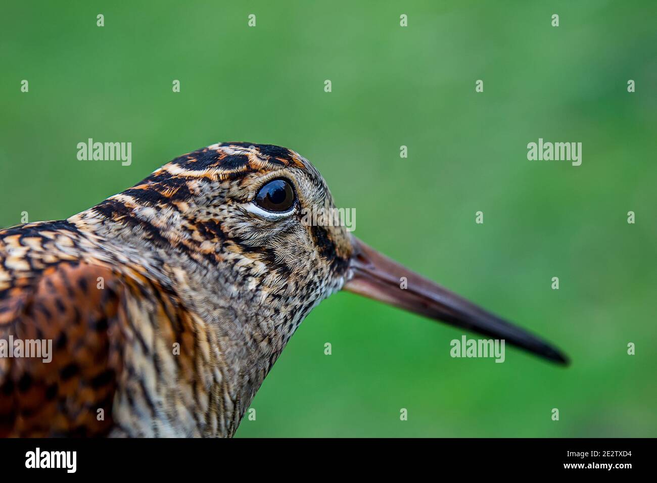 Ritratto a mezza lunghezza del gallo eurasiatico (Scolopax rusticola) durante la migrazione autunnale. Uccello dagli occhi grandi, visione notturna. Bolletta lunga per estrarre il wor di terra Foto Stock