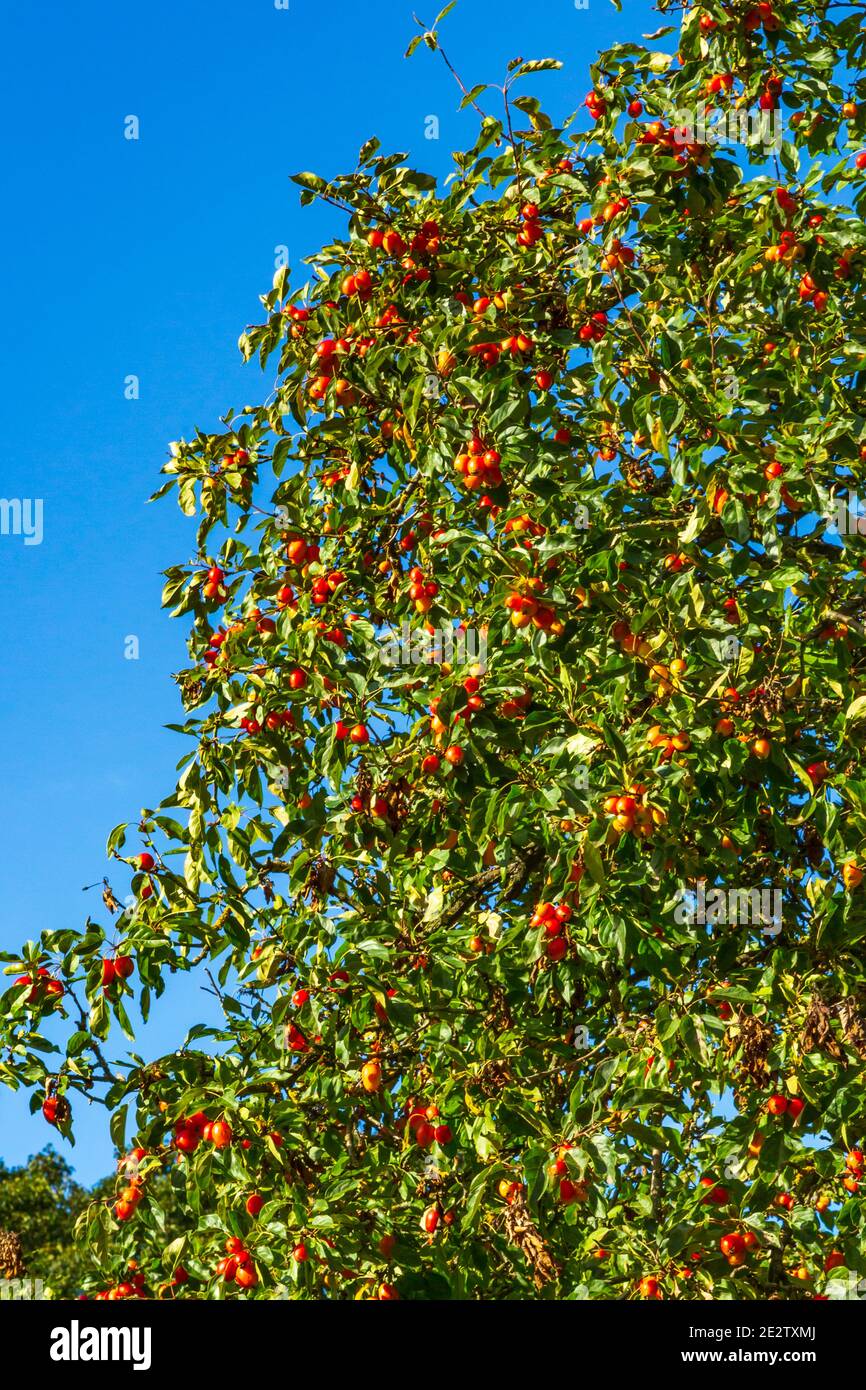 Bacche rosse su un albero verde in autunno. Foto Stock