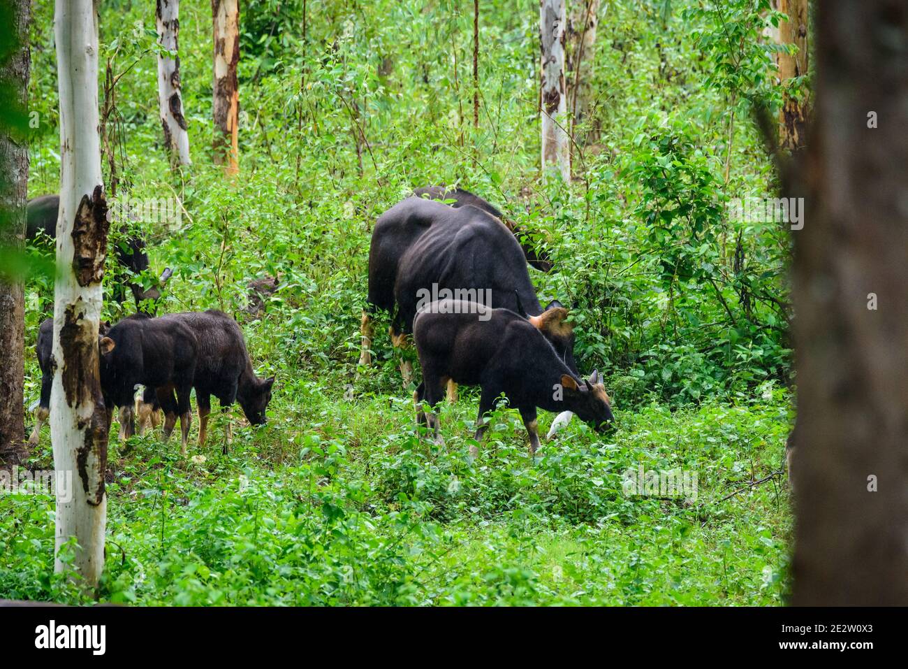 Gaur, bisonte indiano nella natura. Foto Stock Gaur, bisonte indiano nella natura. Foto Stock