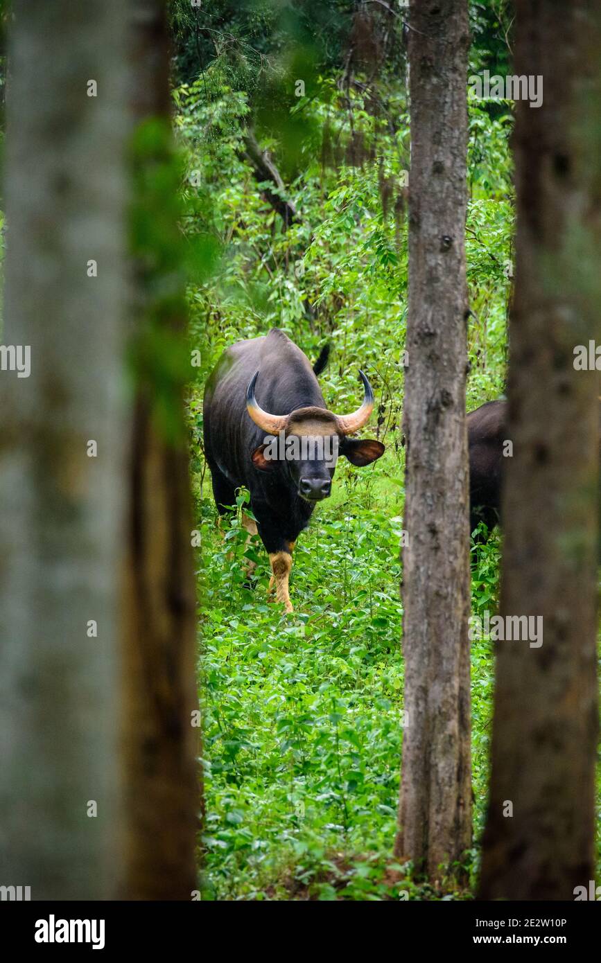 Gaur, bisonte indiano nella natura Foto Stock