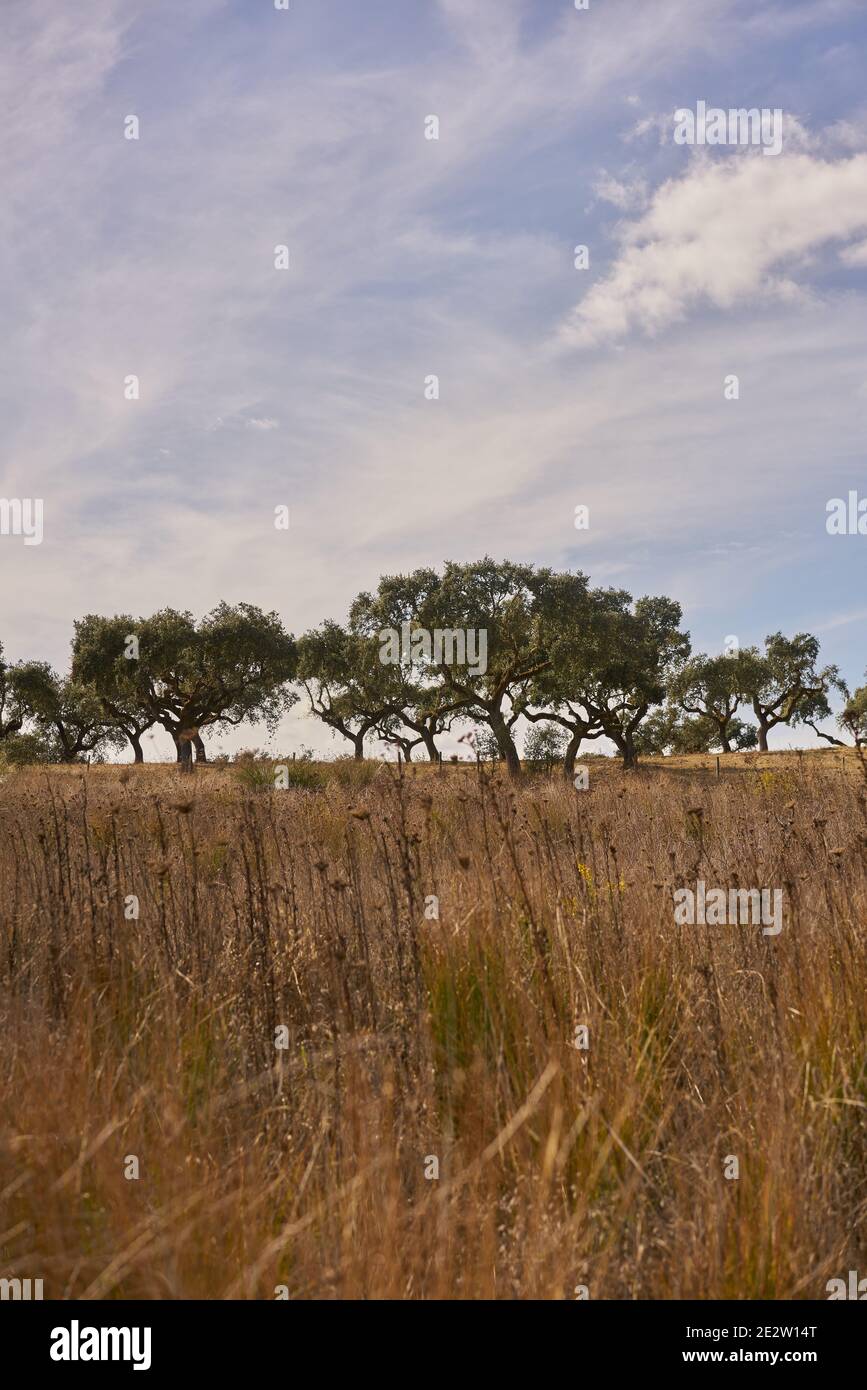Gli alberi di sughero in autunno cadono nel bellissimo paesaggio naturale di Alentejo in paesaggio rurale Foto Stock