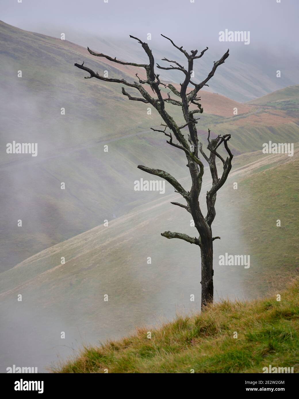 Albero di pino scozzese morto sopra Glen d'argento, colline di Ochil, Clackmannanshire, Scozia. Foto Stock